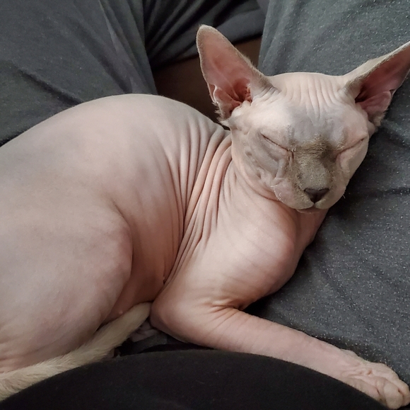 Meet your Posher, Kylie - Picture 4 of 4